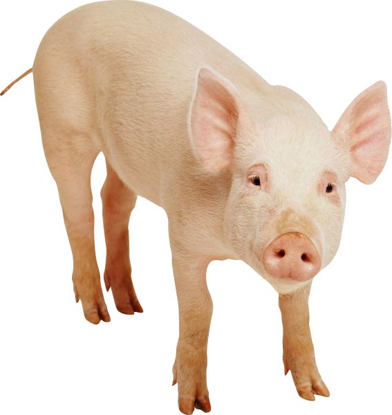 猪PNG免抠图透明素材 16设计网编号:2216