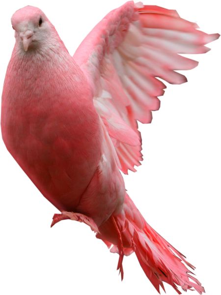 粉红鸽子PNG透明背景免抠图元素 16图库网编号:3406