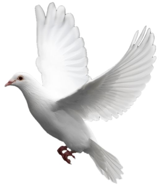 白色飞鸽PNG免抠图透明素材 16设计网编号:3411