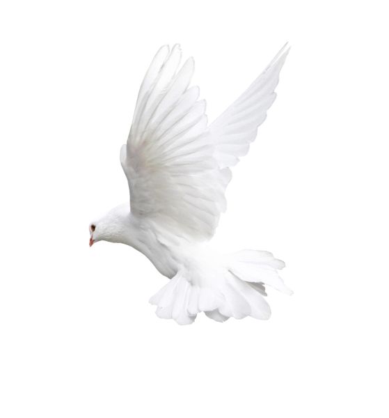 白色飞鸽PNG免抠图透明素材 素材中国编号:3415