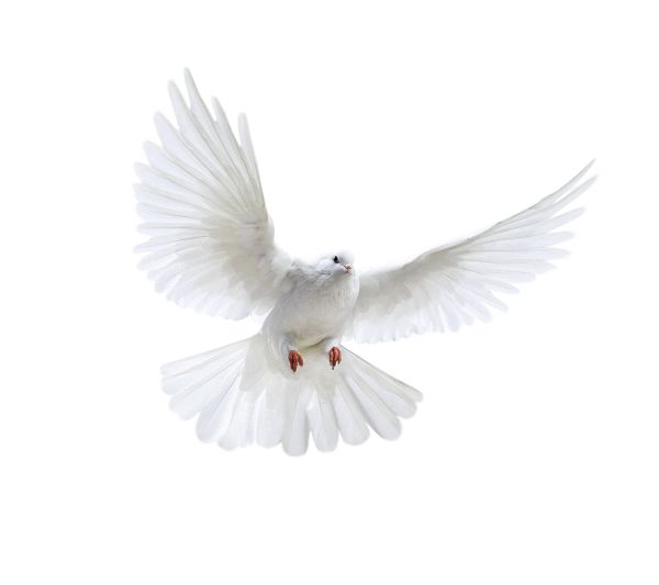 白色飞鸽PNG透明背景免抠图元素 16图库网编号:3416