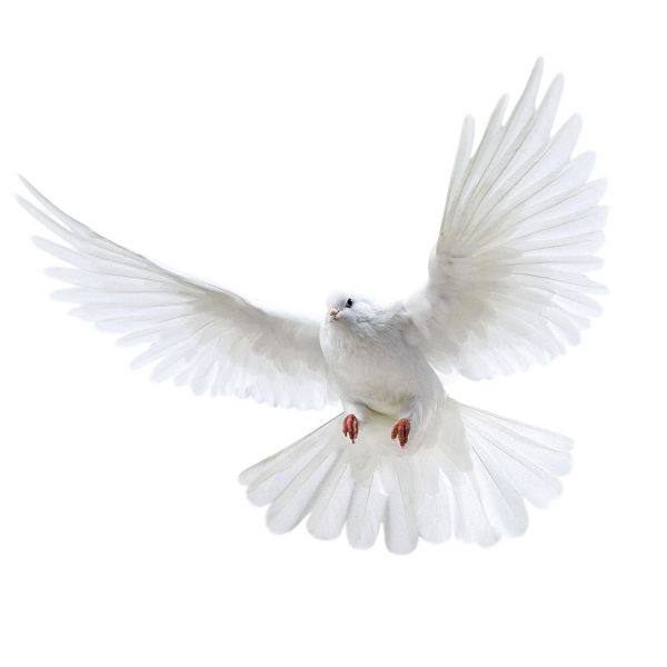 白色飞鸽PNG透明背景免抠图元素 16图库网编号:3418
