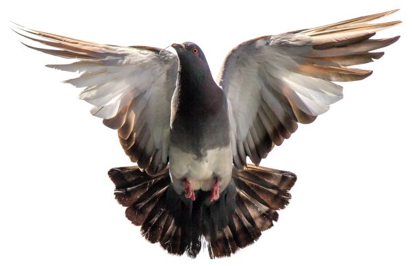 鸽子 PNG免抠图透明素材 素材天下