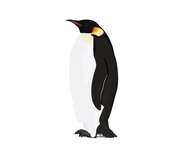 企鹅PNG免抠图透明素材 16设计网编号:4635