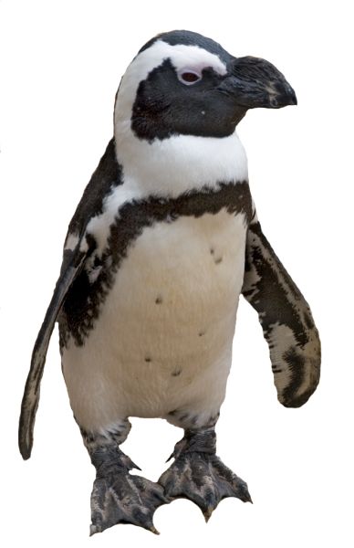 企鹅PNG免抠图透明素材 16设计网编号:4641