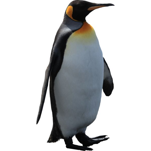 帝王企鹅PNG免抠图透明素材 素材中国编号:4627