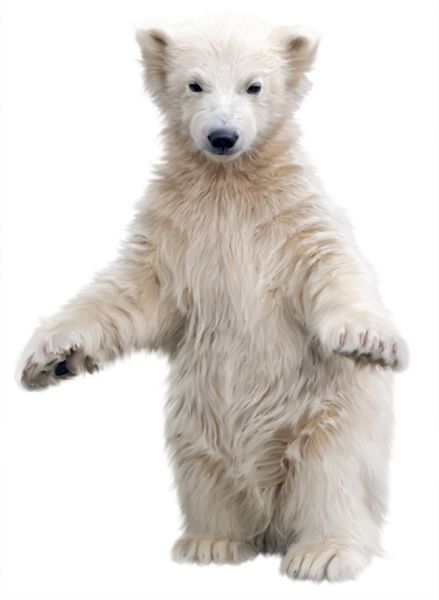 北极白熊 PNG免抠图透明素材 普贤居素材编号:23478