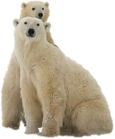 北极白熊 PNG透明元素免抠图素材 16素材网编号:23480