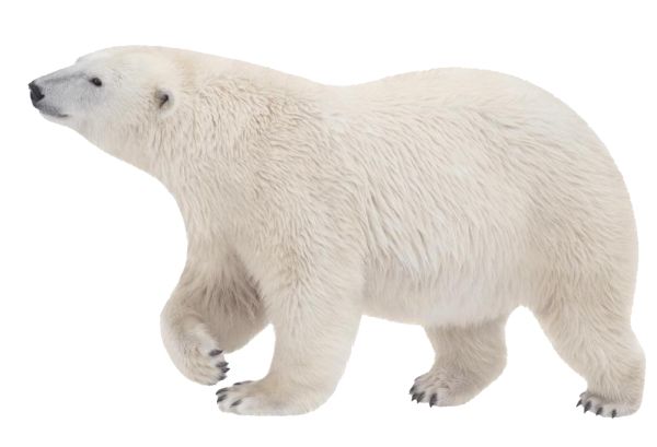 北极白熊 PNG免抠图透明素材 普贤居素材编号:23482