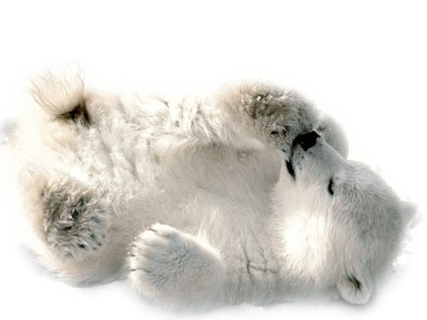 北极白熊 PNG透明元素免抠图素材 16素材网编号:23487