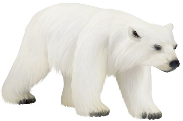 北极白熊 PNG免抠图透明素材 16设计网编号:23490