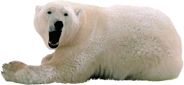 北极白熊 PNG免抠图透明素材 普贤居素材编号:23508