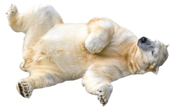 北极白熊 PNG免抠图透明素材 16设计网编号:23512