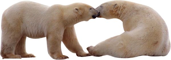 北极白熊 PNG透明背景免抠图元素 16图库网编号:23516