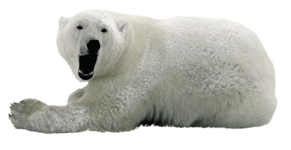 北极白熊 PNG透明背景免抠图元素 16图库网编号:23475