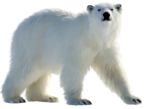 北极白熊 PNG免抠图透明素材 16设计网编号:23476
