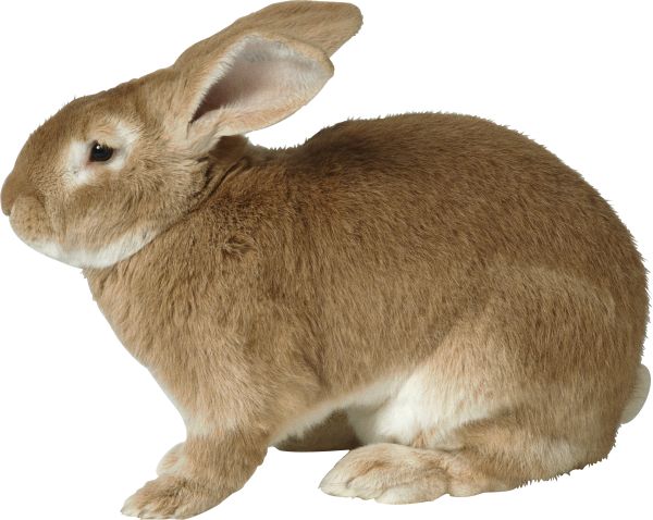 兔子PNG免抠图透明素材 16设计网编号:3779