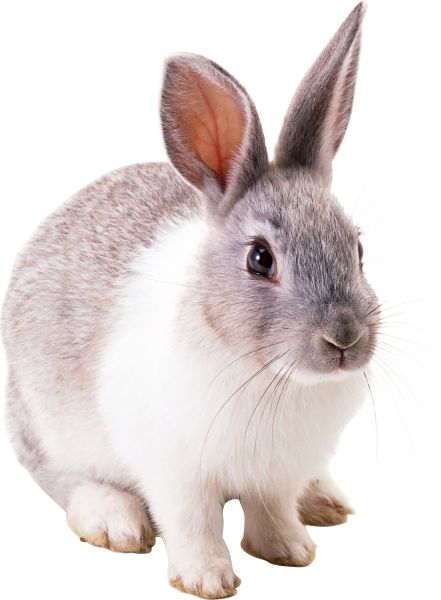 兔子PNG免抠图透明素材 16设计网编号:3781