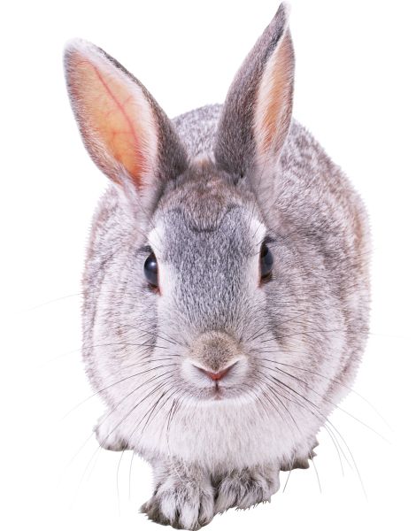 兔子PNG透明元素免抠图素材 16素材网编号:3782