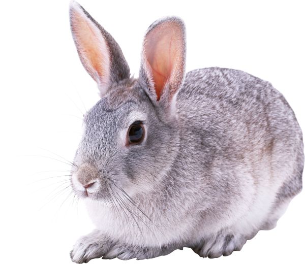 兔子PNG透明背景免抠图元素 16图库网编号:3783