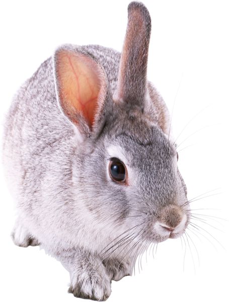 兔子PNG免抠图透明素材 素材天下编号:3784