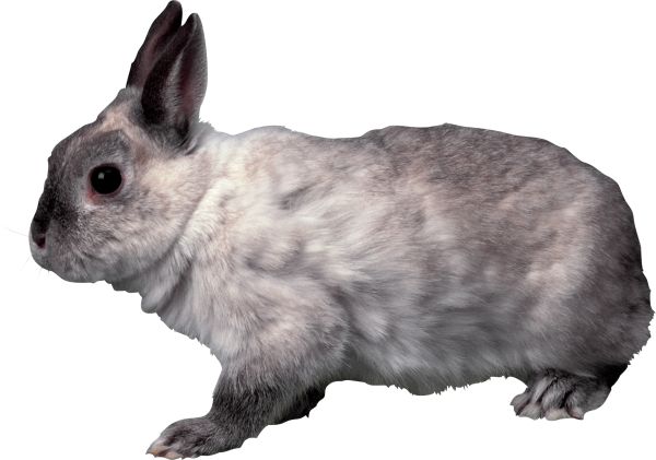 兔子PNG透明元素免抠图素材 16素材网编号:3787