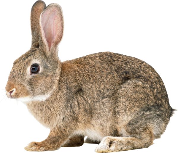 兔子PNG透明背景免抠图元素 16图库网编号:3790