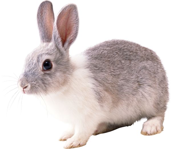 兔子PNG免抠图透明素材 16设计网编号:3791