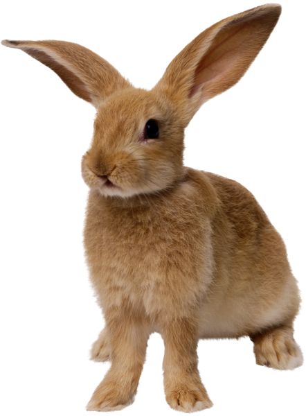 兔子PNG免抠图透明素材 16设计网编号:3792