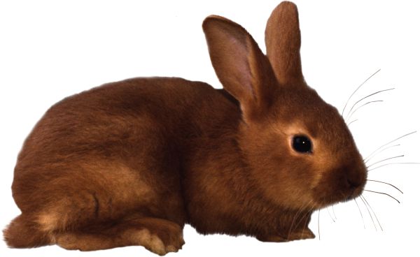 兔子PNG透明背景免抠图元素 16图库网编号:3793