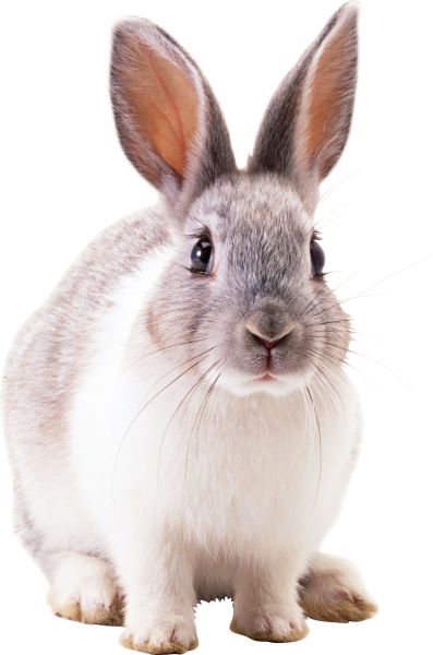 兔子PNG透明背景免抠图元素 16图库网编号:3796