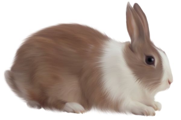 兔子PNG透明背景免抠图元素 16图库网编号:3800