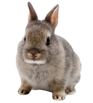 兔子PNG免抠图透明素材 16设计网编号:3801