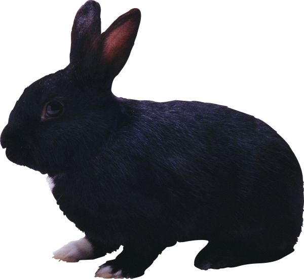 黑兔PNG免抠图透明素材 16设计网编号:3803