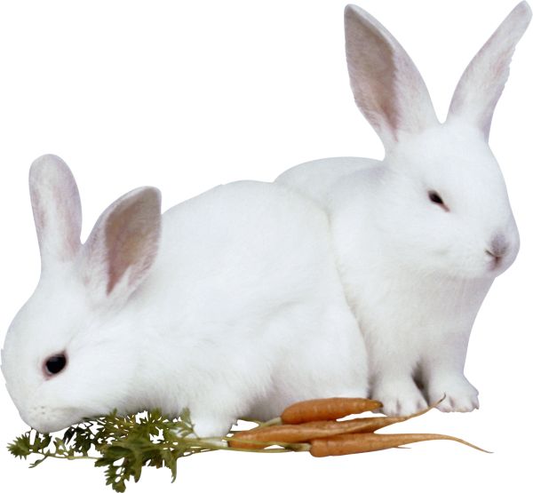 兔子 PNG免抠图透明素材 16设计网编号:96522