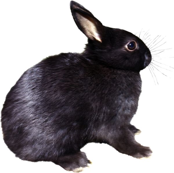 兔子 PNG免抠图透明素材 素材天下编号:96523