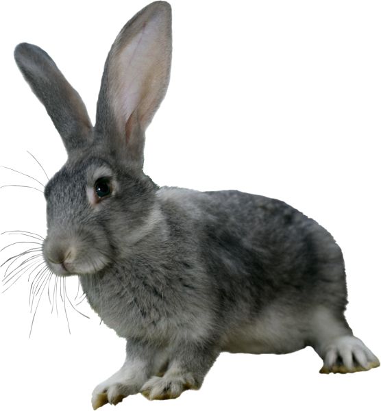 兔子 PNG透明元素免抠图素材 16素材网编号:96524