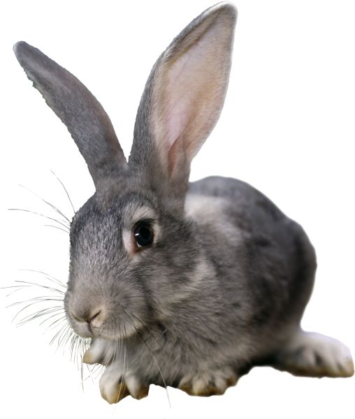 兔子 PNG免抠图透明素材 16设计网编号:96526