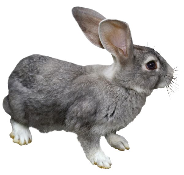 兔子 PNG透明背景免抠图元素 16图库网编号:96527