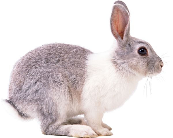 兔子 PNG透明背景免抠图元素 16图