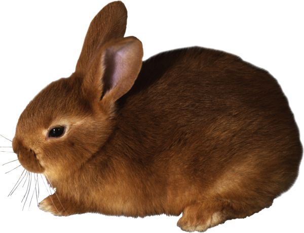 兔子 PNG免抠图透明素材 16设计网编号:96534