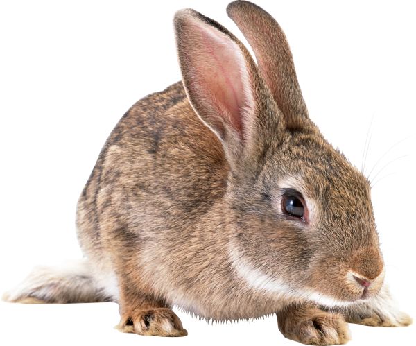 兔子 PNG透明背景免抠图元素 16图库网编号:96540