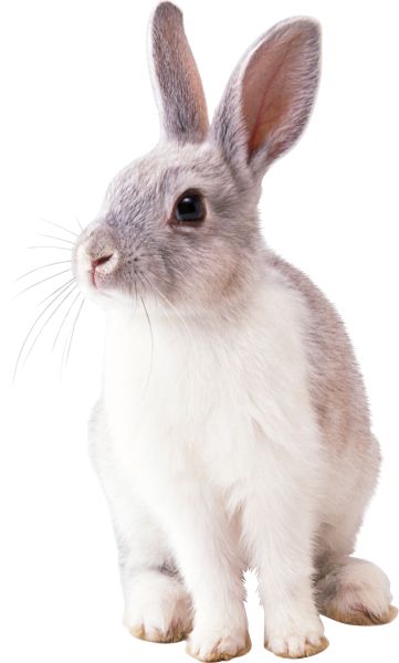 兔子 PNG透明背景免抠图元素 16图库网编号:96543