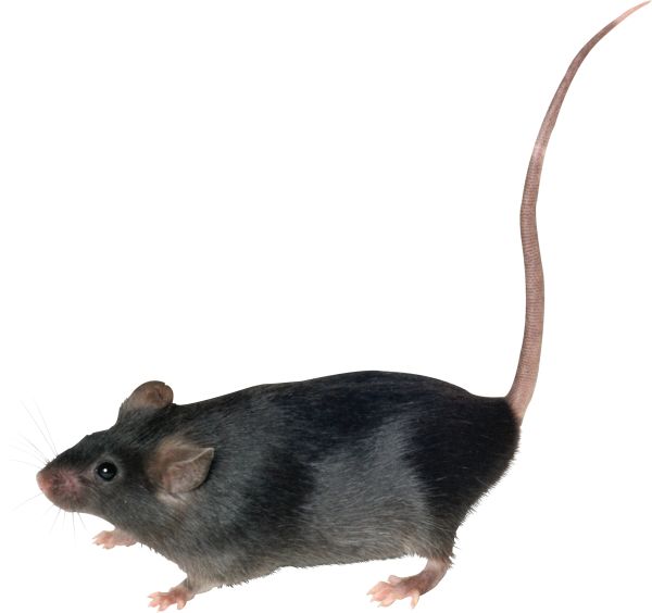 老鼠PNG透明背景免抠图元素 16图库网编号:23551