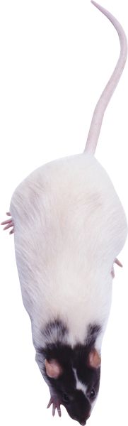 老鼠PNG免抠图透明素材 16设计网编号:23555