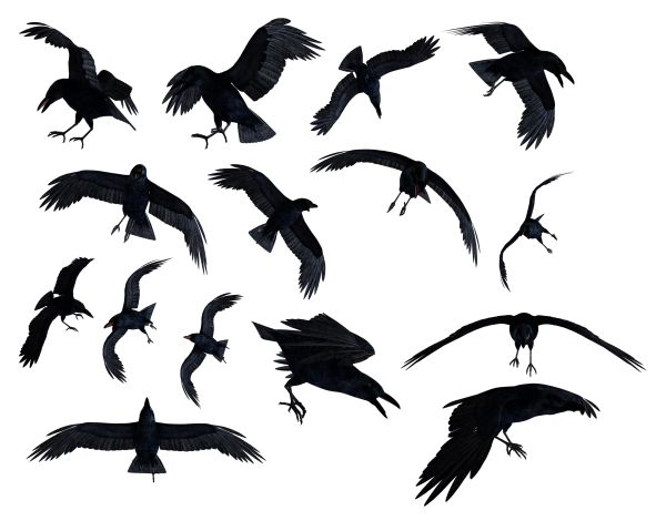 Raven PNG免抠图透明素材 16设计网编号:71383