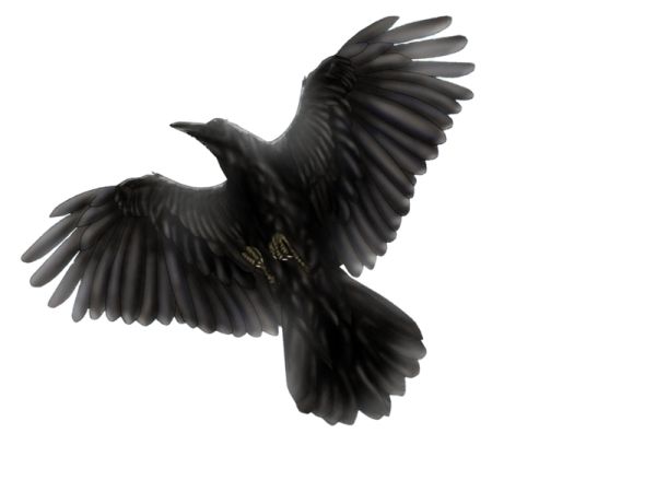 Raven PNG免抠图透明素材 16设计网编号:71385