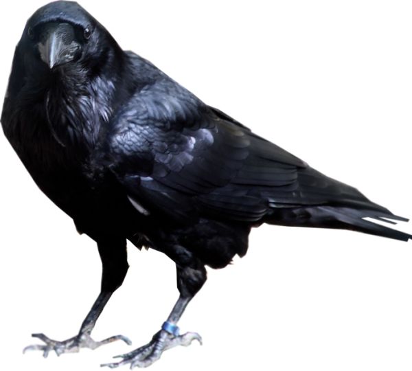 Raven PNG免抠图透明素材 16设计网编号:71388
