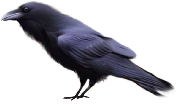Raven PNG透明元素免抠图素材 16素材网编号:71389