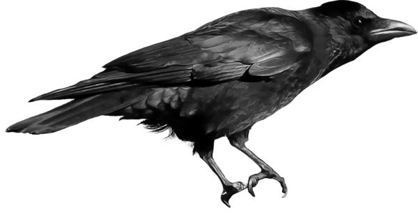 Raven PNG透明元素免抠图素材 16素材网编号:71391
